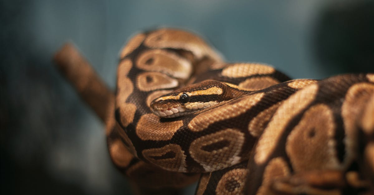 ภาพงูในความฝัน กับการทำนายฝันเห็นงู