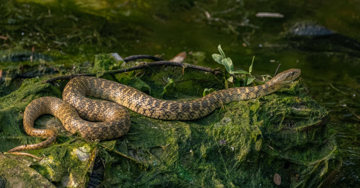 ภาพงูในฝัน ทำนายฝัน ฝันเห็นงู พร้อมความหมาย