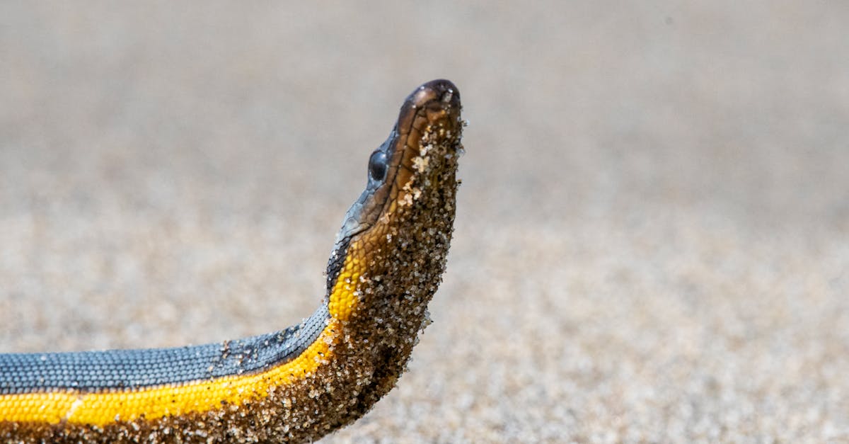 ภาพฝันเห็นงูพร้อมคำทำนายฝัน