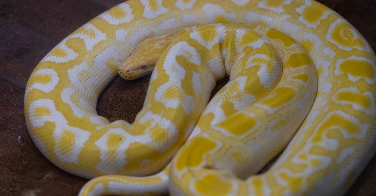 ภาพงูในฝันที่มีความหมายทำนายฝัน