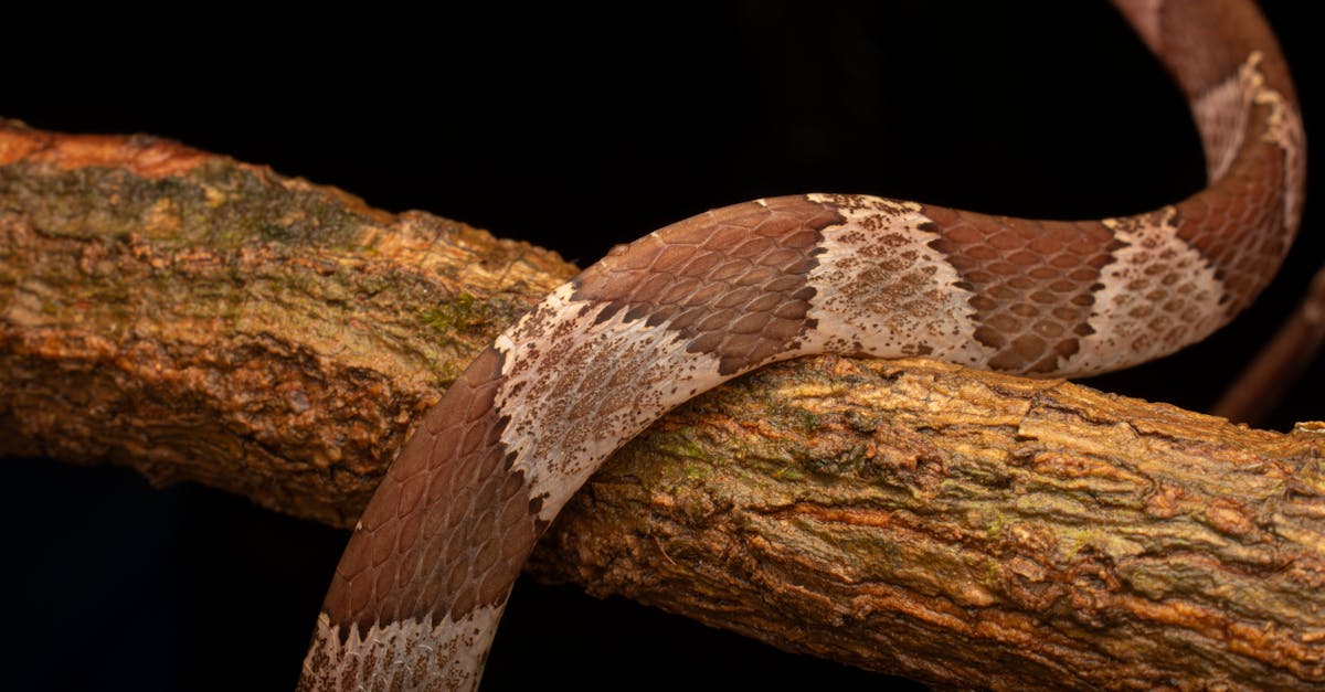 ภาพงูในความฝัน ทำนายฝันเห็นงู