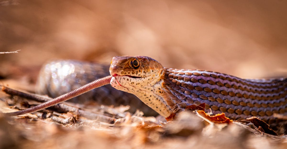 ภาพงูและทำนายฝันเห็นงู