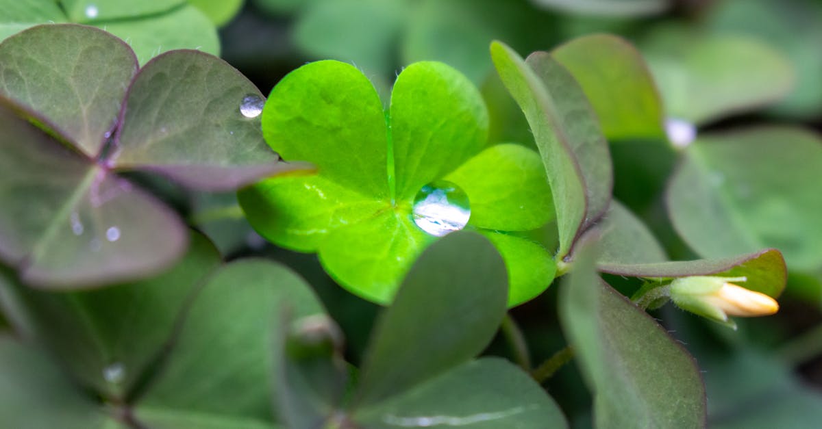 ภาพคาถาเสริมโชคลาภก่อนเสี่ยงดวง