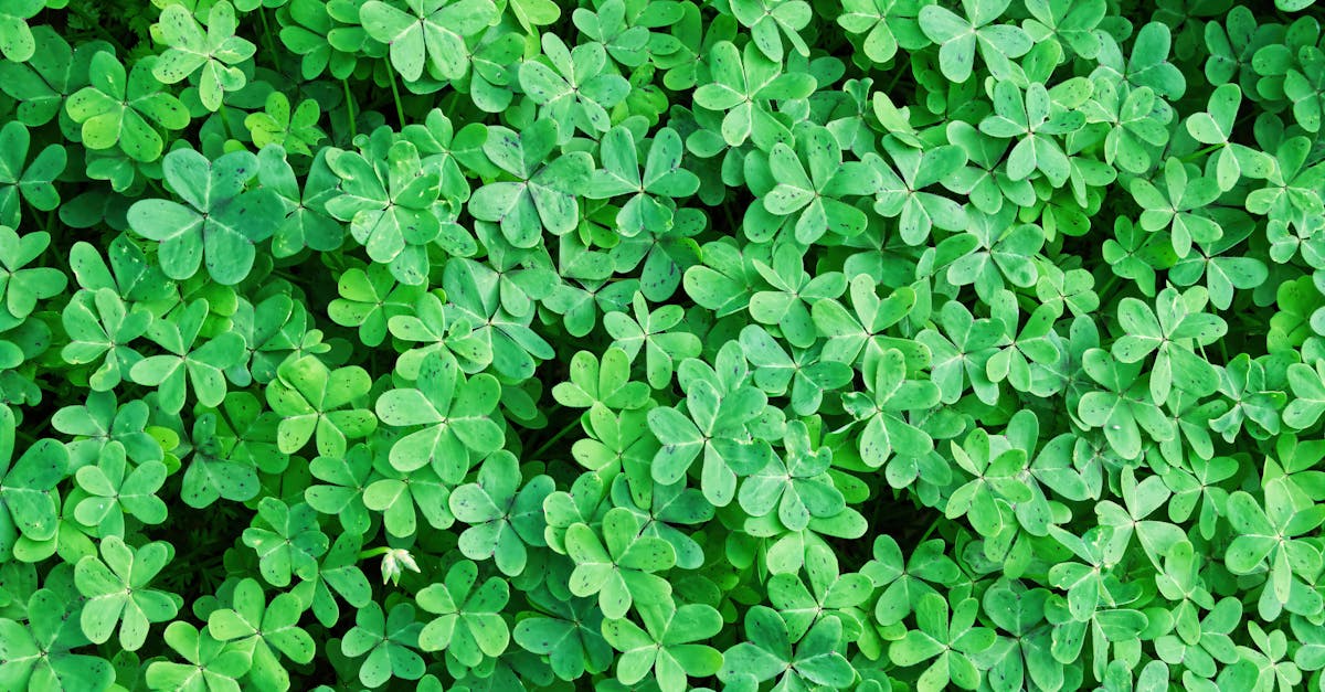 ภาพการตีความเลขเด็ดจากความฝัน เลขเด็ดจากความฝัน