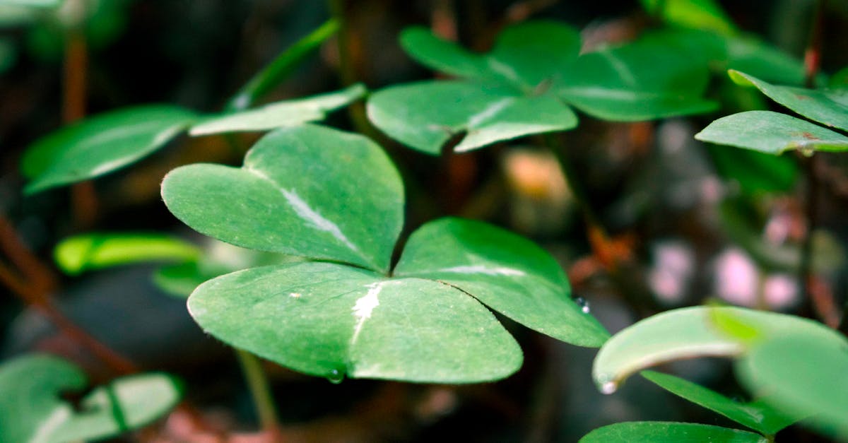 ภาพเลขเด็ดงวดนี้จากหวยซองดัง