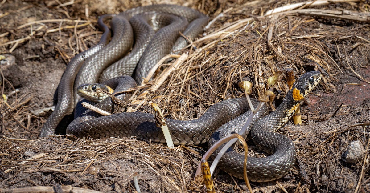 ทำนายฝัน ฝันเห็นงู