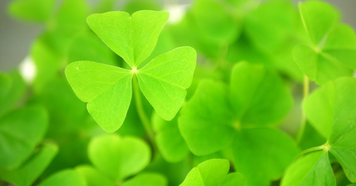 ภาพการขอพรเสริมโชคด้วยวิธีดูดวง